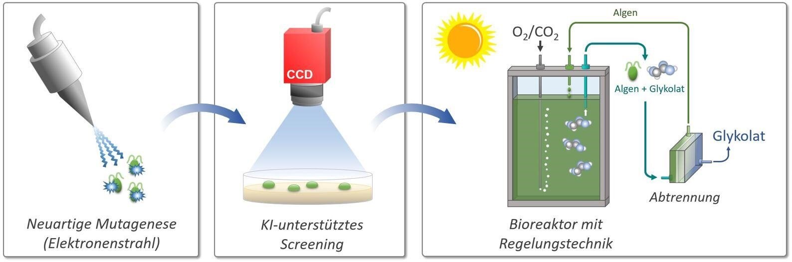 Schematische Darstellungen zu Mutagenese, KI-unterstütztem Screening und einem Bioreaktor mit Regelungstechnik
